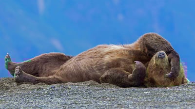 Bing wallpaper March 9, 2020. Grizzly bear cub relaxing, Cook Inlet, Chinitna Bay, Lake Clark National Park, Alaska (© Erlend Krumsvik/Getty Images)