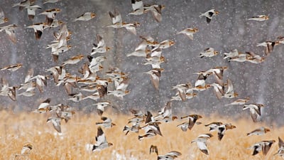 Bing wallpaper December 26, 2021. Snow buntings flock during a snowstorm in New York (© Marie Read/Minden Pictures)