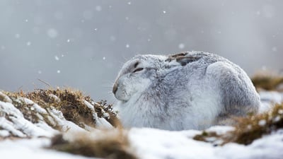 Bing wallpaper January 1, 2020. A mountain hare hunkers down in a snowstorm, the Cairngorms, Scotland (© Lyle McCalmont/Getty Images)