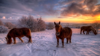 Bing wallpaper January 14, 2024. Chevaux comtois, Jura, Bourgogne-Franche-Comté, France (© Philippe Saire Photography/Getty Images)