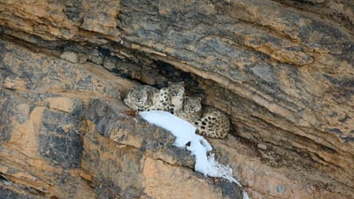Bing wallpaper October 23, 2025. Snow leopard with her cubs, Spiti Valley, Cold Desert Biosphere Reserve, India (© Oriol Alamany/naturepl.com)