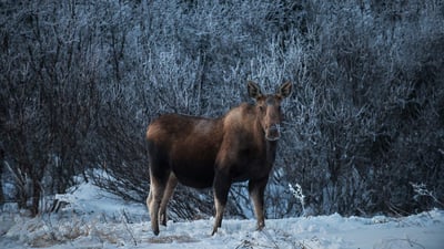 Bing wallpaper December 2, 2024. Female moose, Denali National Park, Alaska (© Cavan Images/Alamy)