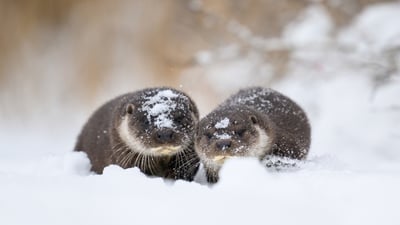 Bing wallpaper January 11, 2026. Une loutre d’Europe et son petit, Estonie (© Sven Zacek/naturepl.com)