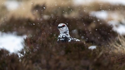 Bing wallpaper January 5, 2022. Ptarmigan (lagopus muta) in snow, Scotland (© David Chapman/Alamy Stock Photo)