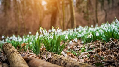 Bing wallpaper March 19, 2025. Schneeglöckchen blühen im Wald (© gehringj/Getty Images)