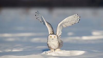 Bing wallpaper January 25, 2024. A snowy owl on the icy field, Quebec City, Canada (© Marco Pozzi Photographer/Moment/Getty Images)