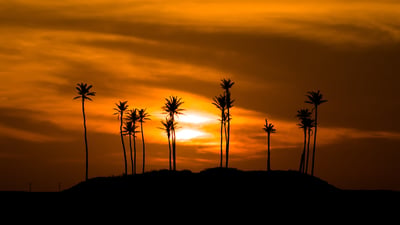 Bing wallpaper December 22, 2023. Silhueta de Árvores contra o Céu Alaranjado, Jericoacoara, Ceará (© Fuka jaz/Getty Images)