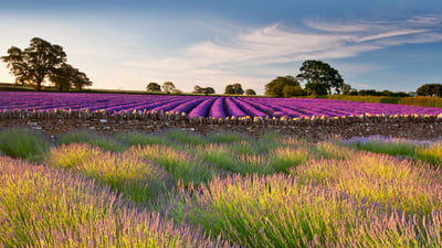 Bing wallpaper July 10, 2023. Field of lavender, Somerset, England (© Doug Chinnery/Getty Images)