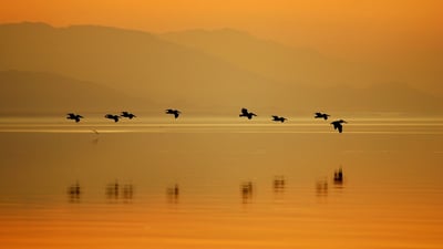 Bing wallpaper May 13, 2023. Pelicans at Sonny Bono Salton Sea National Wildlife Refuge, California (© David McNew/Getty Images)