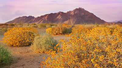 Bing wallpaper May 3, 2024. Brittlebushes blooming in springtime, Sonoran Desert, Arizona (© Charles Harker/Getty Images)