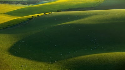 Bing wallpaper March 12, 2023. Sheep in South Downs National Park, East Sussex, England (© Slawek Staszczuk/Alamy)