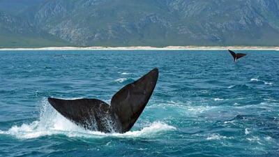 Bing wallpaper July 4, 2019. ｢ミナミセミクジラの尾びれ｣南アフリカ, ヘルマナス沖 (© oversnap/E+/Getty Images)