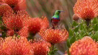 Bing wallpaper June 22, 2020. Male southern double-collared sunbird on a rocket pincushion flower, Cape Town, South Africa (© Martin Willis/Minden Pictures)