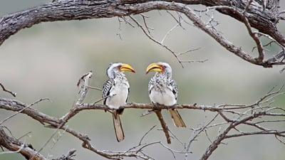 Bing wallpaper September 8, 2019. Southern yellow-billed hornbills in Kruger National Park, South Africa (© Ben Cranke/Getty Image)
