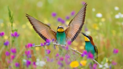 Bing wallpaper March 24, 2020. European bee-eaters in the Extremadura region in Spain (© Martin Demmel/Offset)