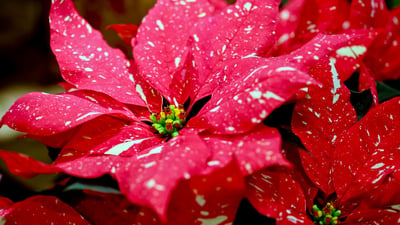 Bing wallpaper December 11, 2025. Plante Poinsettia dite Étoile de Noël (© DigiPub/Getty Images)