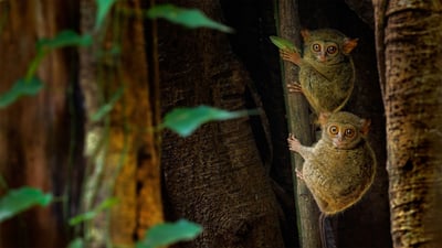 Bing wallpaper March 3, 2020. Spectral tarsiers in a ficus tree in Tangkoko Batuangus Nature Reserve, Indonesia (© Ondrej Prosicky/Shutterstock)