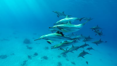 Bing wallpaper September 12, 2025. Grupo de golfinhos-rotadores no Mar Vermelho, Marsa Alam, Egito (© Franco Banfi/Nature Picture Library)
