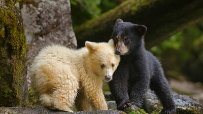 Bing wallpaper April 10, 2020. Kermode bear cub siblings huddling in Canada's Great Bear Rainforest, British Columbia (© Ian McAllister/Offset)