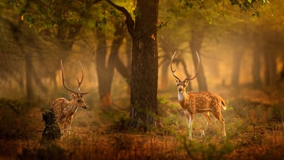 Bing wallpaper June 13, 2022. Spotted deer, Ranthambore National Park, Rajasthan, India (© Ondrej Prosicky/Shutterstock)