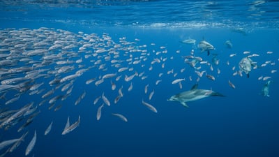 Bing wallpaper April 14, 2025. Atlantic spotted dolphins near Santa Maria Island, Azores, Portugal (© Jordi Chias/Minden Pictures)