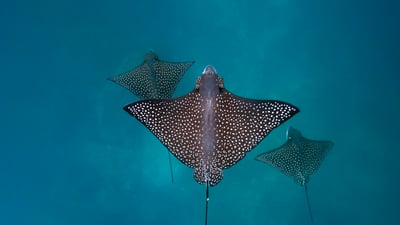 Bing wallpaper August 15, 2025. Spotted eagle rays, San Cristóbal Island, Galápagos Islands, Ecuador (© Tui De Roy/Minden Pictures)