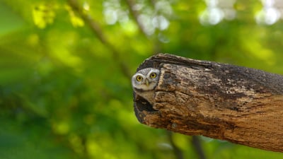 Bing wallpaper August 8, 2024. Spotted owlet, Bangkok, Thailand (© Tfilm/Getty Images)