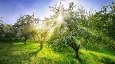 Bing wallpaper April 13, 2024. Apple trees in spring, Germany (© Smileus/Getty Images)