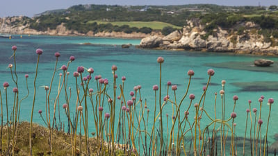 Bing wallpaper April 25, 2019. Petites fleurs roses le long d’une crique, Bonifacio, Corse, France (© Roberto Moiola/Getty Images)