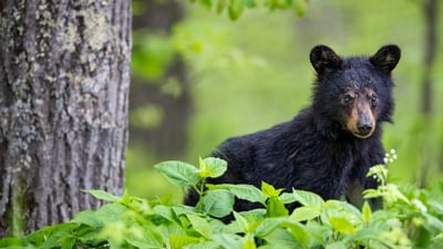 Bing wallpaper April 17, 2024. American black bear cub in spring, Shenandoah National Park, Virginia (© Scott Suriano/Getty Images)