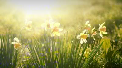 Bing wallpaper March 20, 2025. Spring daffodils glowing in morning light (© LedyX/Shutterstock)