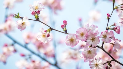 Bing wallpaper March 19, 2026. 春日樱花，上海，中国 (© junyyeung/Getty Images)