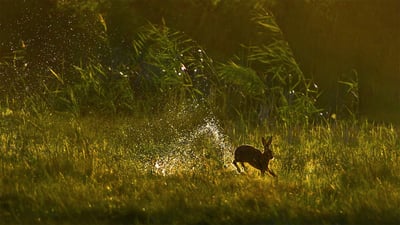 Bing wallpaper March 12, 2022. A European hare jumps through a wetland in the Netherlands (© Jim Brandenburg/Minden Pictures)