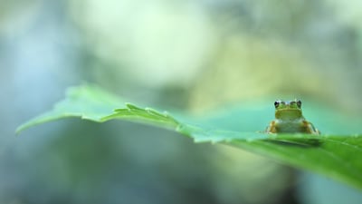 Bing wallpaper March 19, 2024. Tree frog on leaf (© Tetsuya Tanooka/DEEPOL by plainpicture)
