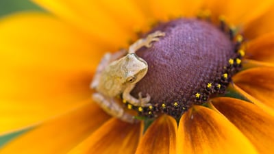 Bing wallpaper May 25, 2020. Spring peeper (Hyla crucifer) perched on a black-eyed Susan in a flower garden in Ontario (© Don Johnston/Alamy Stock Photo)