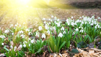Bing wallpaper March 20, 2026. Snowdrops in spring (© klagyivik/Getty Images)