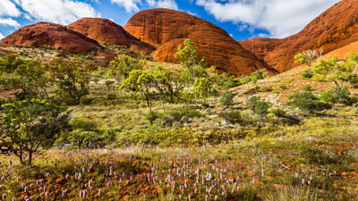 Bing wallpaper October 31, 2019. Spring in Uluru-Kata Tjuta National Park, Australia (© Sabine Leuenberger/Alamy Stock Photo)
