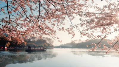 Bing wallpaper March 19, 2025. 美丽盛开的樱花，杭州的春天，中国 (© zhang shuang/Getty Images)
