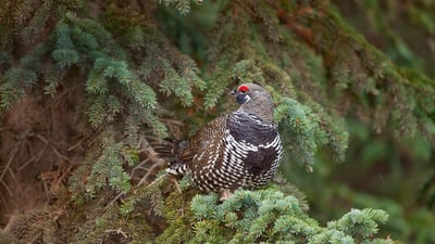 Bing wallpaper December 14, 2019. Spruce grouse in a spruce tree in Denali National Park and Preserve, Alaska (© Yva Momatiuk and John Eastcott/Minden Pictures)