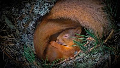 Bing wallpaper March 24, 2022. Red squirrel in a nest of lichen and pine needles, Scottish Highlands (© Neil Anderson/Minden Pictures)