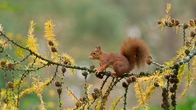 Bing wallpaper January 21, 2024. Eurasian red squirrel, Netherlands (© Ernst Dirksen/Minden Pictures)