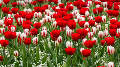 Bing wallpaper April 22, 2021. Red and white tulips for St George’s Day (© Annie Eagle/Alamy Stock Photo)