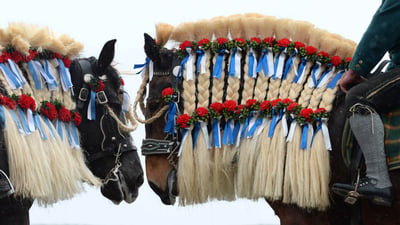 Bing wallpaper March 31, 2024. Traunsteiner Pferde beim traditionellen St. Georgi-Ritt am Ostermontag in bayerischen Farben geschmückt, Deutschland (© Christof Stache/AFP via Getty Images)