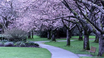 Bing wallpaper April 11, 2026. A canopy of cherry blossoms in Stanley Park, Vancouver (© WendyNordvikCarr/Getty Images)