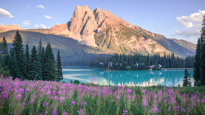 Bing wallpaper July 10, 2026. Pink wildflowers by Emerald Lake in summer, Yoho National Park, British Columbia (© Olga Matveeva/Getty Images)