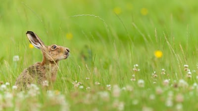 Bing wallpaper June 7, 2024. European hare, West Midlands, England (© Jake Stephen/Moment/Getty Images)