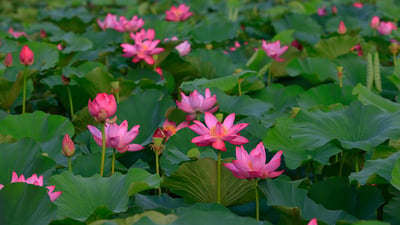 Bing wallpaper June 20, 2023. 夏日盛开的荷花 (© pandemin/Getty Images)