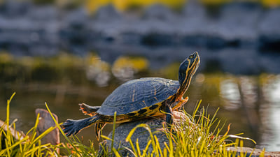Bing wallpaper May 23, 2020. A male yellow-bellied slider (© Marko Markovic Photography/Shutterstock)