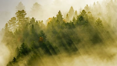 Bing wallpaper September 15, 2019. Rayons de soleils s’infiltrant à travers les nuages flottant au-dessus d’une forêt de conifères, Massif des Vosges (© Radomir Jakubowski/Minden Pictures)