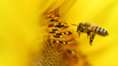 Bing wallpaper April 30, 2023. Biene im Sonnenblumenfeld bei Fresdorf (© Ralf Hirschberger/dpa-Zentralbild/dpa/Alamy Live News)